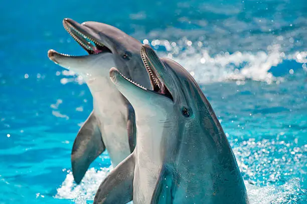 What do you dream about Dolphin-swimming?