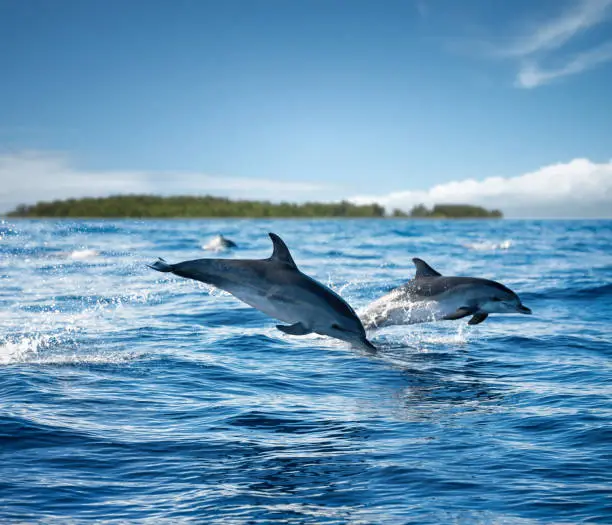 What do you dream about Dolphins?