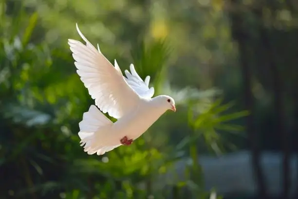 What do you dream about Doves?