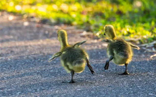 What do you dream about Ducklings?