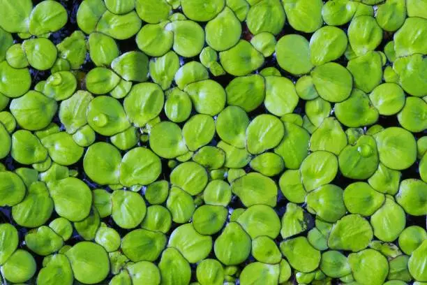 What do you dream about Duckweed?