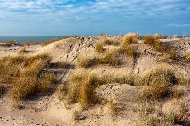 What do you dream about Dunes?