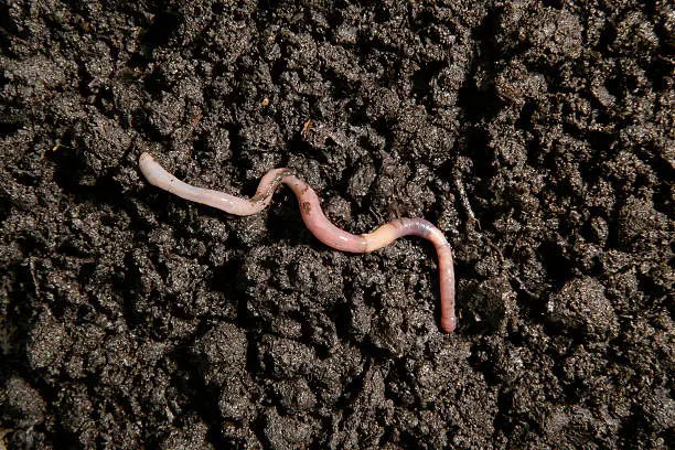 What do you dream about Earthworms?