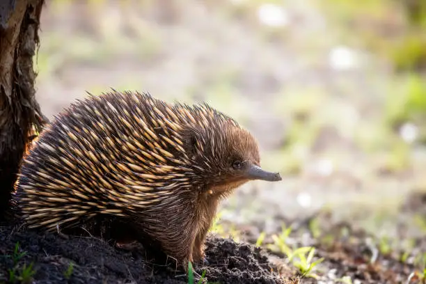 What do you dream about Echidna?