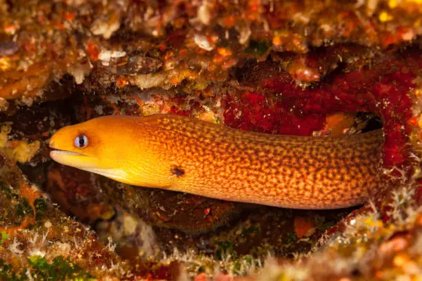 What do you dream about Eel?