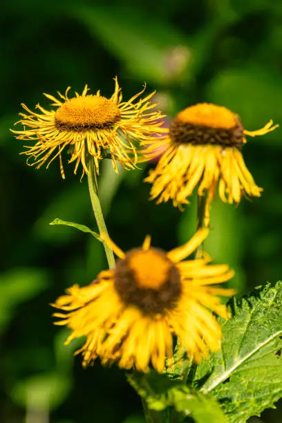 What do you dream about Elecampane?