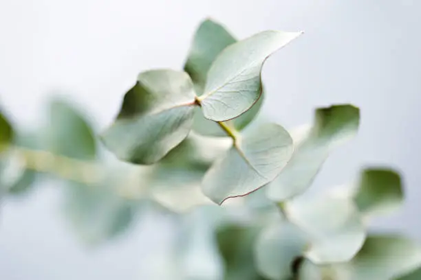 What do you dream about Eucalyptus?