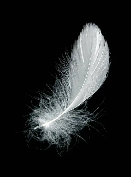 What do you dream about Feather?