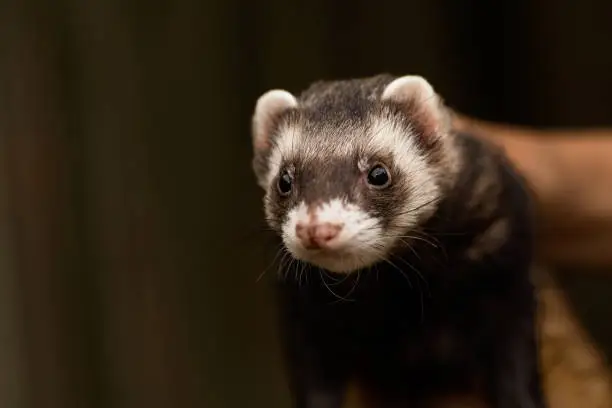 What do you dream about Ferret?