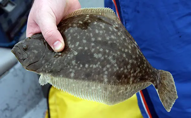 What do you dream about Flounder?