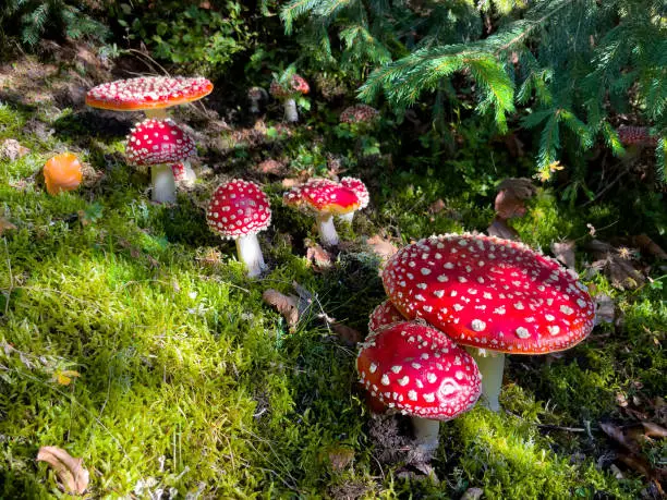 What do you dream about Flyagaric?