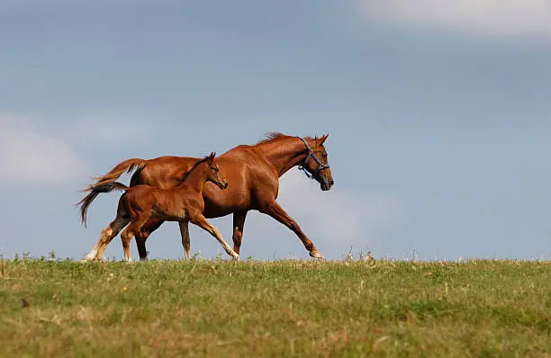 What do you dream about Foal?