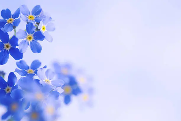 What do you dream about Forget-me-not?