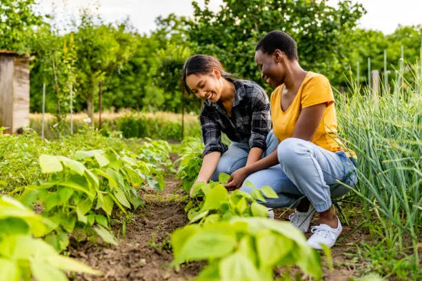 What do you dream about Gardening?