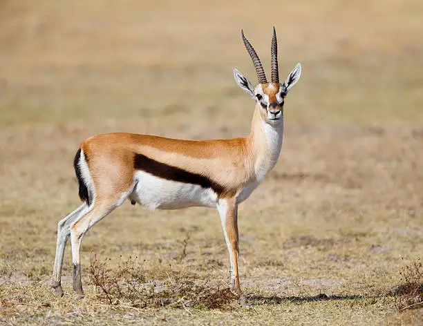 What do you dream about Gazelle?