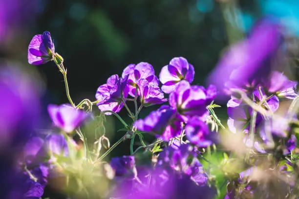 What do you dream about Geranium?