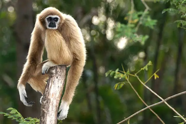 What do you dream about Gibbon?