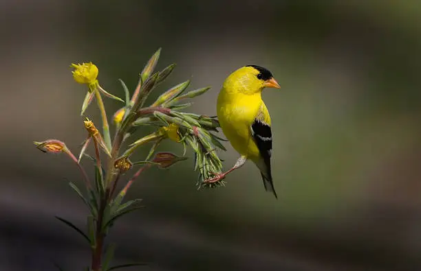 What do you dream about Goldfinch?