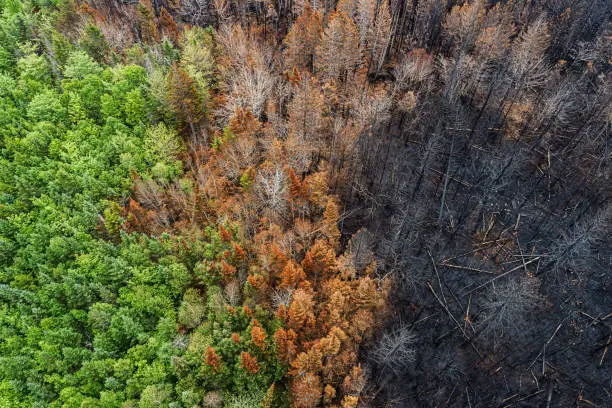 What do you dream about Grassfire?