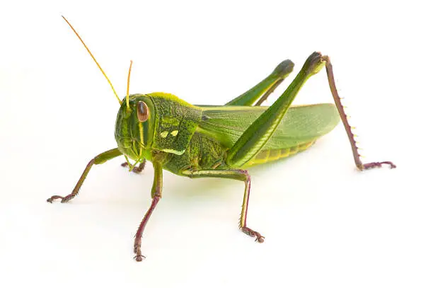 What do you dream about Grasshopper?