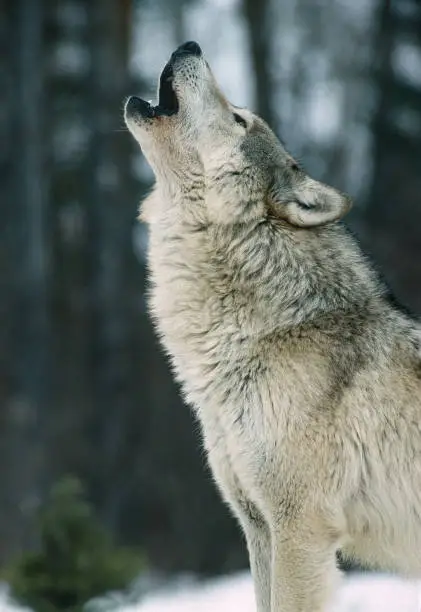 What do you dream about Graywolf?