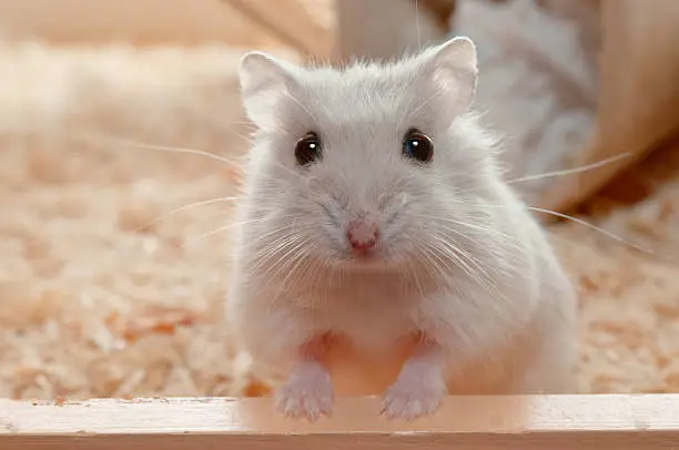 What do you dream about Hamster?