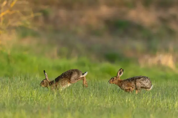 What do you dream about Hare?