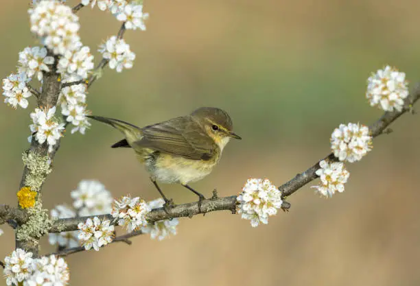 What do you dream about Hawthorn?