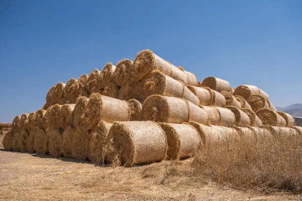 What do you dream about Haystack?