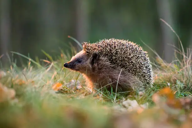 What do you dream about Hedgehog?