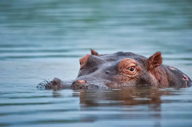 What do you dream about Hippopotamus?