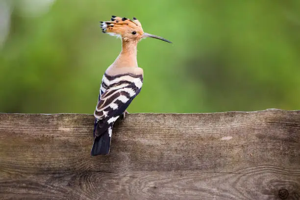 What do you dream about Hoopoe?