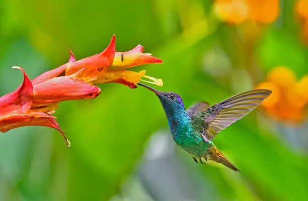 What do you dream about Hummingbird?