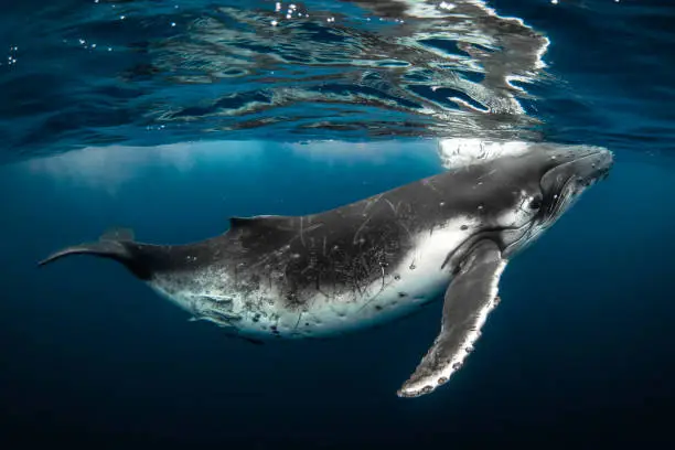 What do you dream about Humpback?