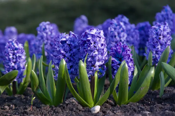 What do you dream about Hyacinth?