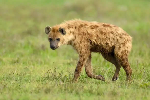 What do you dream about Hyena?