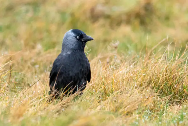 What do you dream about Jackdaw?