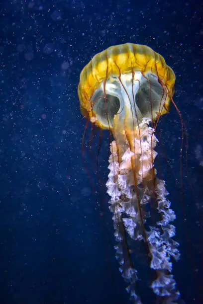 What do you dream about Jellyfish?