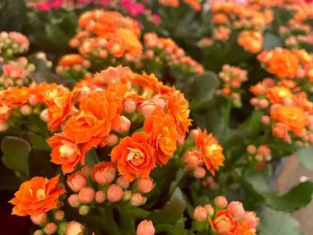 What do you dream about Kalanchoe?