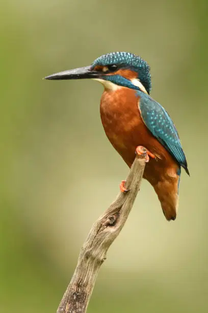 What do you dream about Kingfisher?