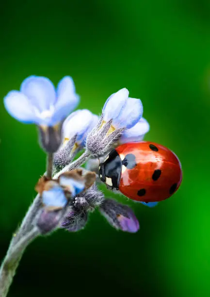 What do you dream about Ladybug?