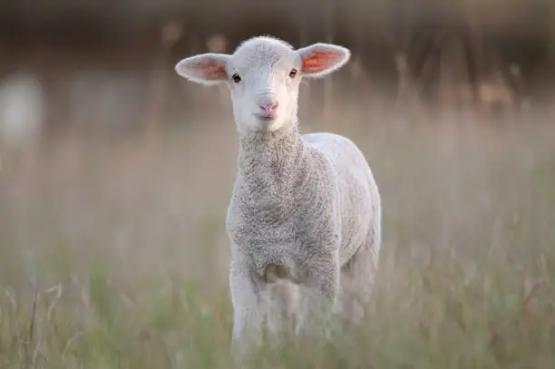 What do you dream about Lambs?