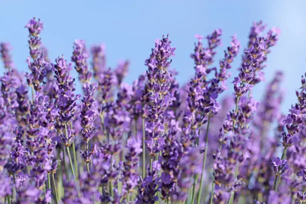 What do you dream about Lavender?