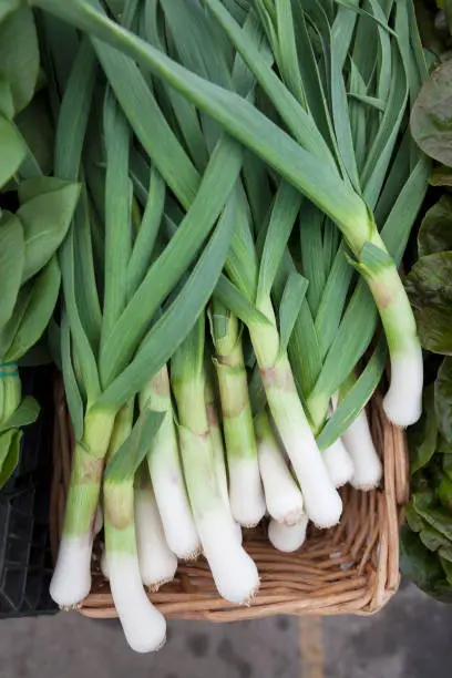 What do you dream about Leek?