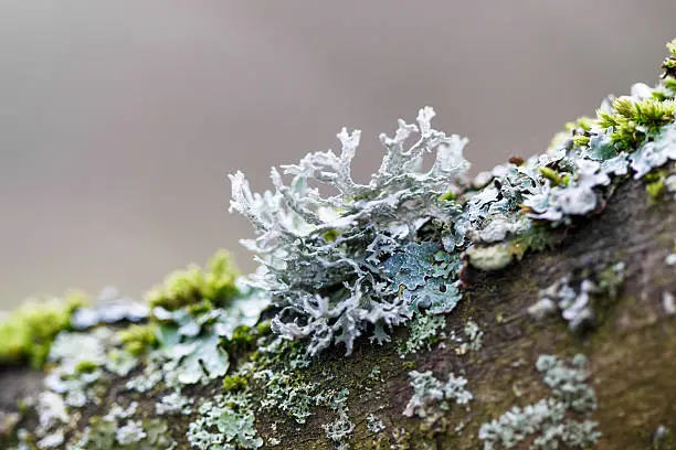 What do you dream about Lichen?