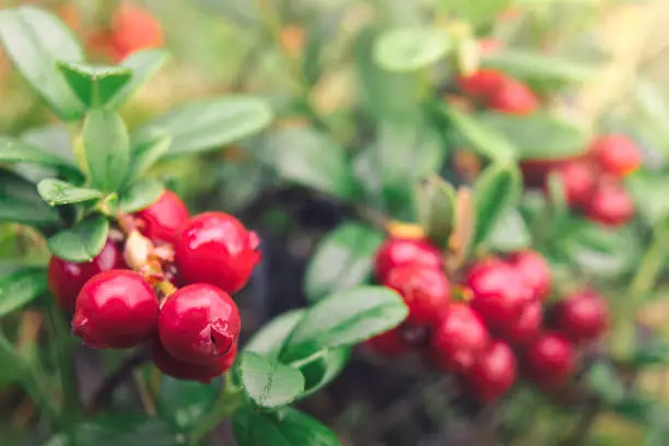 What do you dream about Lingonberry?