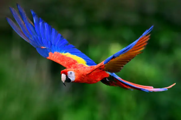 What do you dream about Macaw?