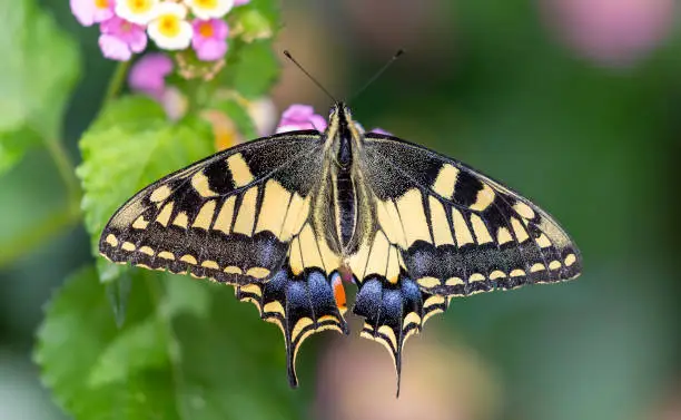 What do you dream about Machaon?