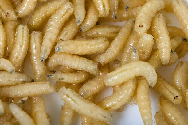 What do you dream about Maggots?