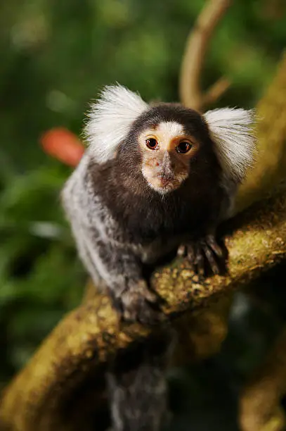 What do you dream about Marmoset?